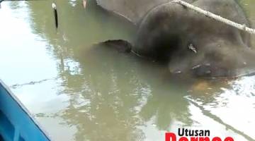 Bangkai seekor gajah Pygmy Borneo yang ditemui ditinggalkan di sungai dalam keadaan diikat dengan tali