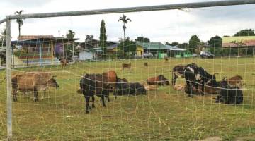 TERBIAR: Sebahagian lembu yang berkeliaran dan memgotorkan padang permainan dengan najis di sebuah perkampungan di daerah Keningau.