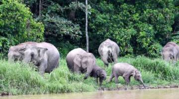 Sekumpulan gajah Borneo atau lebih dikenali sebagai gajah pygmy mencari makanan di tebing Sungai Kinabatangan berhampiran Kampung Bilit pada tahun lepas. - Gambar fail Bernama 