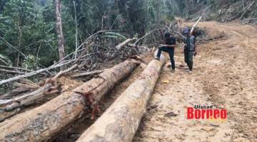 BALAK: Sebanyak 34 batang balak disita kerana disyaki telah ditebang dan dikumpul secara haram di tanah kerajaan di Kg. Tagibang, Ranau.