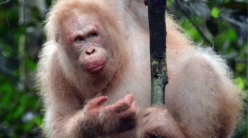 Alba, orang utan albino yang kini hidup bebas dalam hutan di Kalimantan.