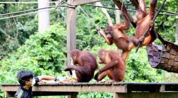 Walaupun dengan penguatkuasaan Perintah Kawalan Pergerakan (PKP) ekoran COVID-19, Pusat Pemulihan Orang Utan Sepilok menjaga kebajikan haiwan itu dengan baik.