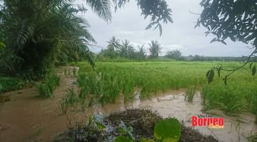 BANJIR: Sawah di Kg Sandapak kian ditenggelami banjir.