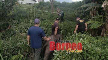 SELAMAT : Yuri berjaya diselamatkan sebelum dihantar ke Pusat Rehabilisasi Orang Hutan Sepilok.