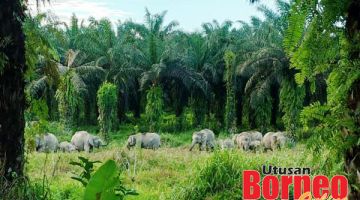 SESAT: Kumpulan Gajah Pigmi Borneo dipercayai sesat ke kawasan ladang sawit.