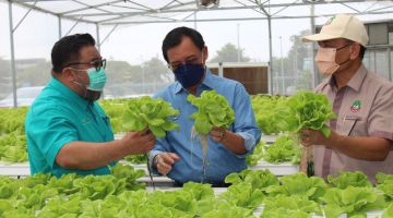 Dr Rundi mendengar penjelasan daripada Penasihat Toclan Agrotech Company mengenai konsep pertanian pintar yang diamalkan di ladang mereka di PPKS. Turut kelihatan, Ketua Pengarah Lembaga Pembangunan Tanah Sarawak Siang Mandaw (kanan).