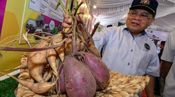 Ahmad Hamzah melawat pameran ubi-ubian sempena Majlis Pelancaran Pakej Mekanisasi Ladang dan Baja Fertigasi Tanaman Keledek di Pusat Kecemerlangan Penyelidikan MARDI hari ini. -Gambar Bernama