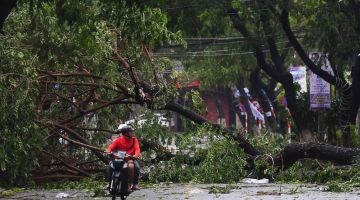 Seorang lelaki menunggang motosikal melepasi pokok-pokok yang tumbang berikutan laluan Taufan Super Noru di bandar Danang, Vietnam semalam. — Gambar AFP