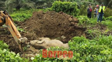 KUBUR: Kakitangan JHL mengubur anak gajah yang mati akibat dilanggar kereta.