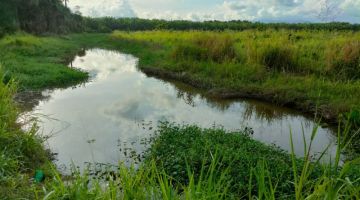 LEMAS: Mangsa disahkan lemas selepas mandi di kawasan parit ini.