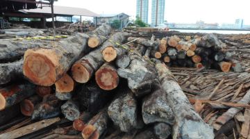 Gambar menunjukkan sebahagian longgokan kayu balak yang telah disita oleh pegawai Unit Keselamatan dan Penguatkuasaan Sarawak pada hari kejadian, 6 Mei 2019. 