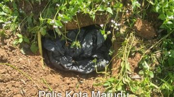 SOROK: Keadaan syabu yang ditanam di sawah padi bagi mengaburi pihak berkuasa.