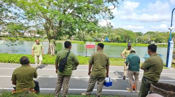 Kakitangan SFC membantu pihak MBM mencari dan menangkap iguana hijau yang semakin membiak di Taman Bulatan Miri.