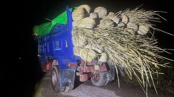 Rotan kering yang telah dirampas oleh TDM semasa melaksanakan penugasan serang dan tangkap ketika cuba diseludup ke negara jiran. 