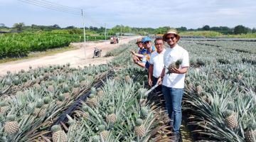 (Dari depan) Sheikh Umar, Yap, Suffian dan Ali Yusup ketika melawat ladang nanas SG1 di TG Agro Fruit Sdn Bhd di Kampung Sungai Tukau, pada Khamis. 