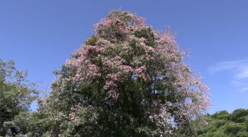 Pohon-pohon tecoma di Miri yang sedang mekar berbunga.