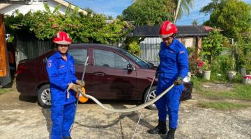 Anggota APM berjaya menangkap seekor ular di atas siling salah satu bilik di rumah pengadu pada Khamis.