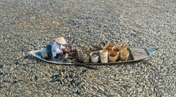 Seorang pekerja mengumpul ratusan ikan yang mati akibat cuaca panas melampau dari takungan Song May di wilayah Dong Nai pada Selasa lepas. — Gambar AFP