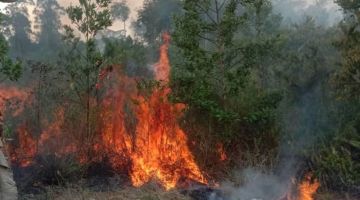 MEREBAK: Kebakaran hutan di Kampung Pinangkau Paitan sudah merebak seluas 300 ekar.
