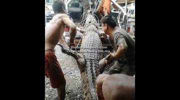 DITANGKAP: Penduduk Kampung Endap mengangkat buaya yang ditangkap ke dalam kenderaan pikap.