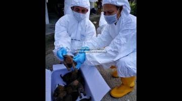 Fail foto menunjukkan pasukan JPVS menyuntik vaksin rabies di Kampung Paun Rimu