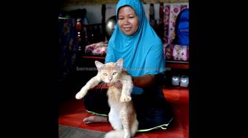 AGRESIF TIBA-TIBA: Norhayati menunjukkan kucingnya yang menggigit jari telunjuknya pada Ahad lalu di kediamannya di Bukit Gantang, semalam. Menurut DVS Perak, terdapat satu aduan gigitan kucing di Kampung Menteri Kuala Sepetang dan melalui pemeriksaan klinikal yang dibuat tiada petanda klinikal pada kucing tersebut. — Gambar Bernama