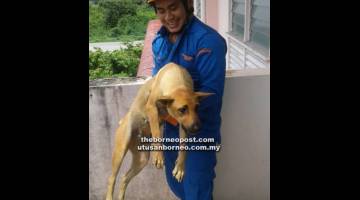 TERSELAMAT: Salah seorang anggota APM Sri Aman membawa turun anjing liar itu dari tingkat tiga bangunan terbabit semalam.