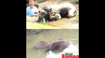 BEZA: Dua gambar gajah berbeza yang ditularkan di media sosial. Gambar kecil Augustine.