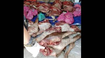 RAMPAS: Daging rusa yang dirampas semasa penahanan pemburu haram di dua lokasi berbeza.