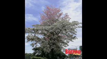 CANTIK: Keindahan pokok yang berbunga seperti bunga Sakura tarik perhatian pengguna jalan di kawasan itu.seperti