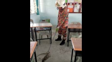 Anggota bomba berjaya menangkap biawak yang masuk ke dalan sebuah bilik kelas di SMK St. Anthony Sarikei.