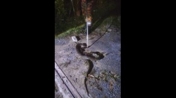Seekor ular sawa batik yang menyelinap masuk ke dalam sebuah rumah di Tudan Fasa 5 berjaya ditangkap dengan bantuan anggota bomba.
