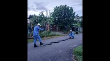 Ular sawa seberat 25 kilogram yang ditemui di bahagian dapur sebuah rumah di Jalan Sentosa Barat 2, Sibu, pagi tadi. 