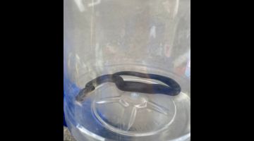Seekor ular tedung senduk dianggarkan sepanjang satu kaki berjaya ditangkap kakitangan klinik dan diserahkan kepada pihak APM untuk dilepaskan ke habitat asalnya pada Rabu. 